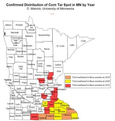 Increasing tar spot of corn in Minnesota